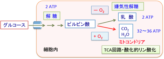 353)がん細胞の解糖系を徹底的に阻害する方法 - 「漢方がん治療