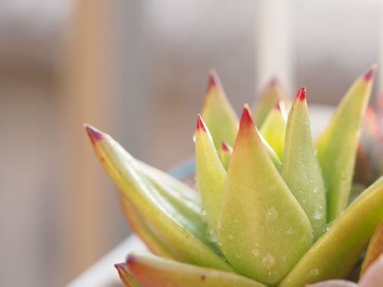 紅葉の謎に迫る 多肉植物1年生 紅葉の謎に迫る 多肉植物1年生