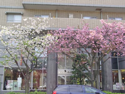 桜新町プチ散歩 ◇ 八重桜 - 緑の風～ おでかけフォト