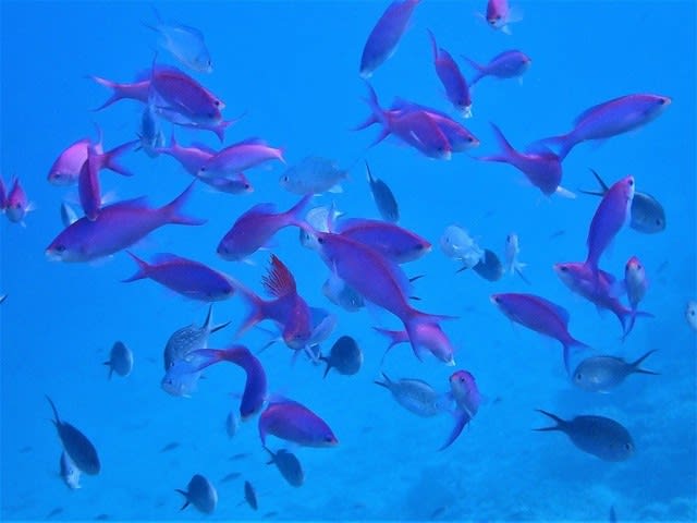 綺麗なサンゴ礁で海遊び！！☆ - トネリコ日記