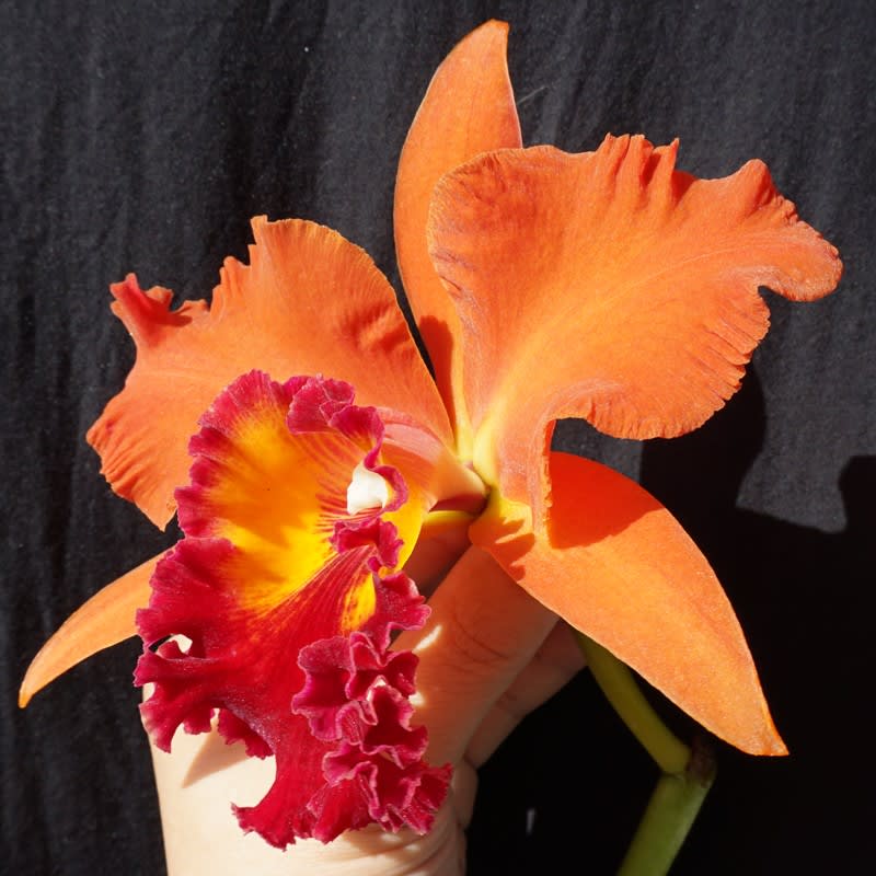 ◇Rlc. Sanuki Suntrap'Miracle Orange' - カトログ ◇Rlc. Sanuki Suntrap'Miracle Orange' - カトログ