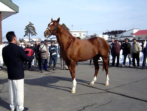 ｊｂｂａ七戸種馬場 で種牡馬展示会が開催 サラブレッドセール せり市場 馬市 種牡馬 の最新情報 by馬市 com