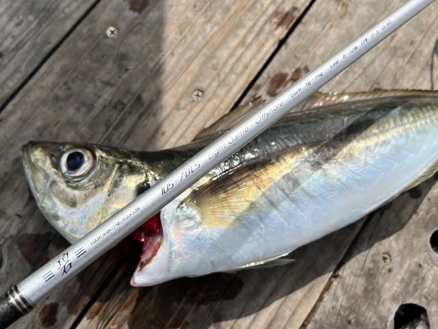 issei 海太郎 碧 IUS-78LS Light Game-Offshore インプレ - Trip issei 海太郎 碧 IUS-78LS Light Game-Offshore インプレ - Trip