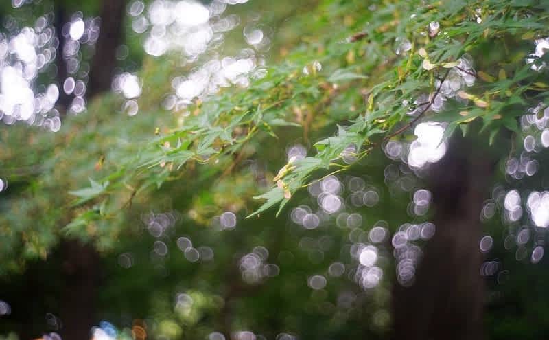 ★極上美品★ ブラウン パクセッテ STAEBLE-KATA 45mm F2.8 ☆極上美品☆ ブラウン パクセッテ STAEBLE-KATA 45mm F2.8