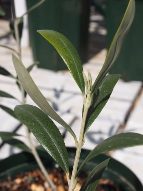 オリーブ春の挿し木ハウス - Olive Gardening過去ログ倉庫 オリーブ春の挿し木ハウス - Olive Gardening過去ログ倉庫