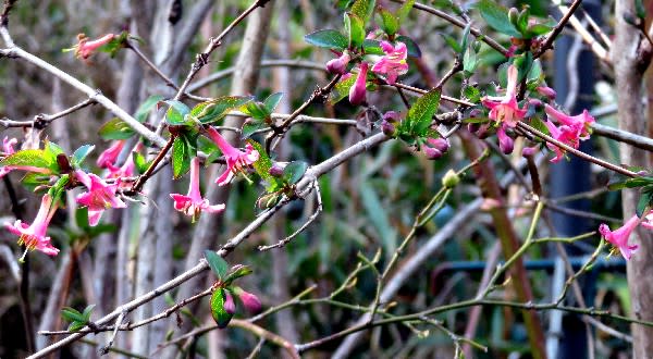 庭の花木（3月）ベニバナユキヤナギ、ウグイスカグラ