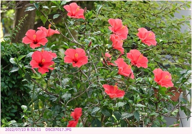 ハイビスカス 〈赤い一重咲の花 １８輪開花〉 - 都内散歩 散歩と写真