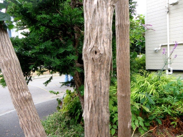 北海道の樹木ウォッチング・バイカウツギ１ - 井伊影男の植物観察