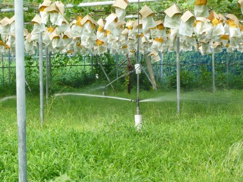 灌水（水やり）作業 - 108年目のぶどう作り～朝どりぶどう日記～