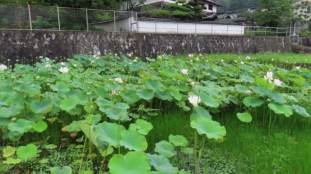ハスの蕾 淡い緑色とピンク色 No.132 つがの里 ハス 2024年｜🍀GreenSnap（グリーンスナップ）
