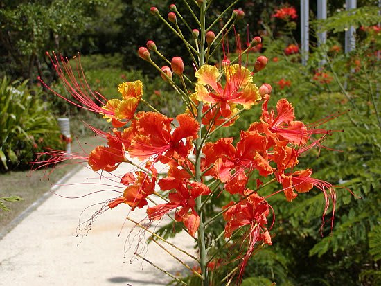 沖縄の花 オオゴチョウ 管理人のうちなーライフかりゆし日記 沖縄の花 オオゴチョウ 管理人のうちなーライフかりゆし日記