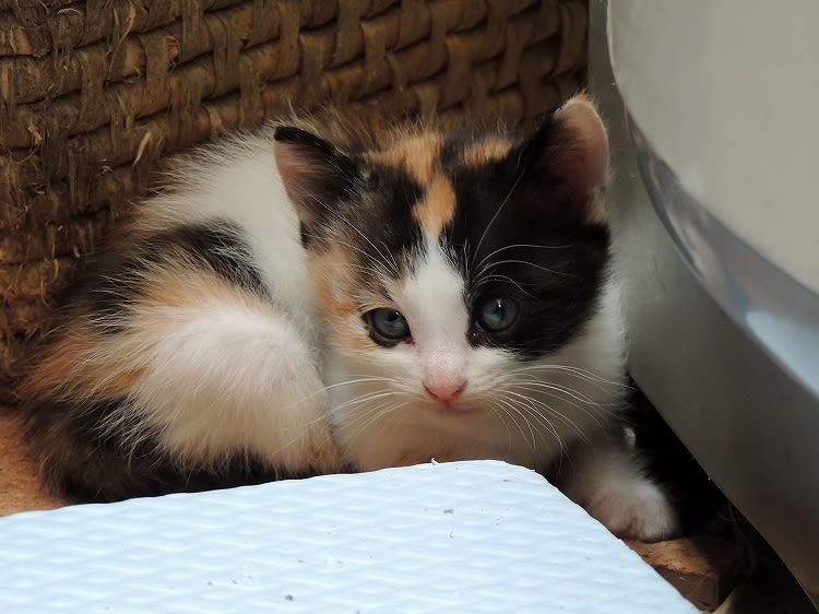 母猫 子猫 - 猫とさんぽ 母猫 子猫 - 猫とさんぽ