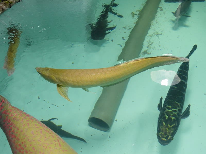 シルバーアロワナ飼育☆断食はじまるよ! - 大型魚飼育 in 神秘 シルバーアロワナ飼育☆断食はじまるよ! - 大型魚飼育 in 神秘
