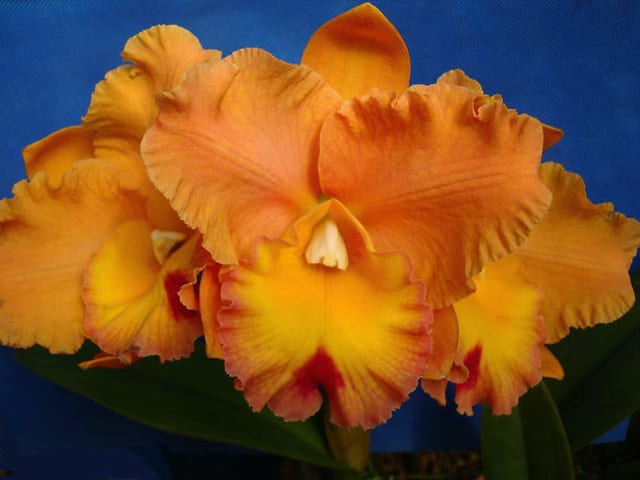 ◇Rlc. Goldenzelle'Orange Pumpkin' - カトログ !! ~ カトレヤ ◇Rlc. Goldenzelle'Orange Pumpkin' - カトログ !! ~ カトレヤ