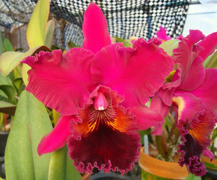 Rlc. Chialin Beauty'Golden Eyes' - カトログ !! ~ カトレヤ Rlc. Chialin Beauty'Golden Eyes' - カトログ !! ~ カトレヤ