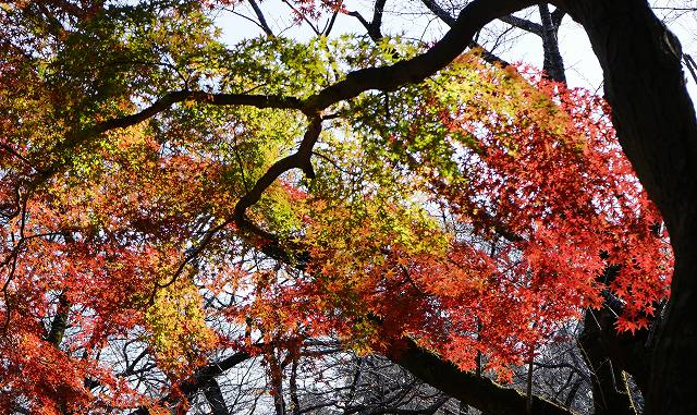 19 11 30bf あけぼの山公園の紅葉 気ままに山歩き Sessk