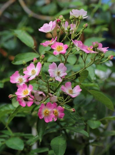 クレマチス・チェリーボンボン - 薔薇と草花の日記Ⅱ
