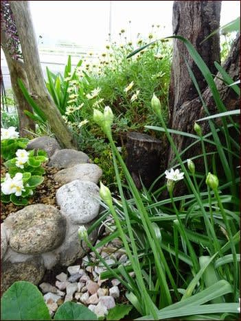 いちご姫植えられず - 座敷わらし犬とうさぎガーデン