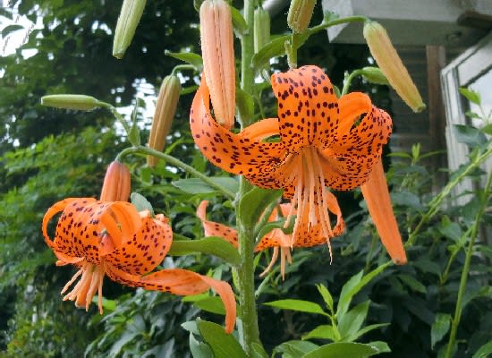 カサブランカ(2)【送料区分：1】｜造花や人工観葉植物の通販