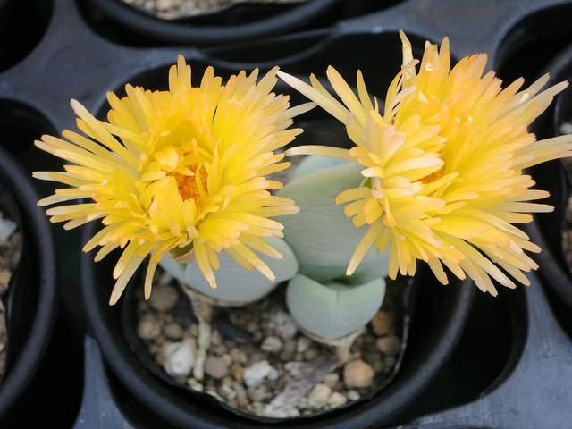 リトープス 多肉植物 - 家 - 春夏秋冬 花 mikio リトープス 多肉植物 - 家 - 春夏秋冬 花 mikio