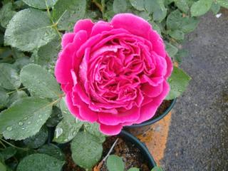 フォールスタッフ - 小さな森の薔薇 フォールスタッフ - 小さな森の薔薇