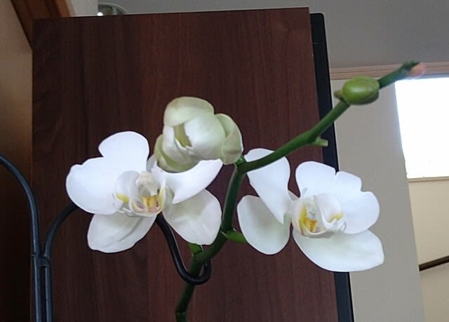 蘭の花3個目が… - yuyuの日々