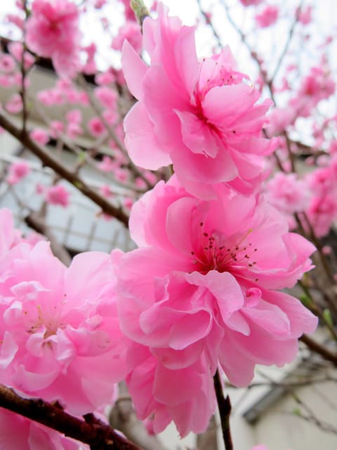 庭のハナモモ（花桃）８分咲き？ - たけじいの気まぐれブログ