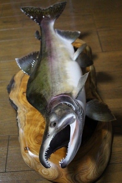 完成した「カラフトマス」の剥製 - 虫さん魚さん 完成した「カラフトマス」の剥製 - 虫さん魚さん