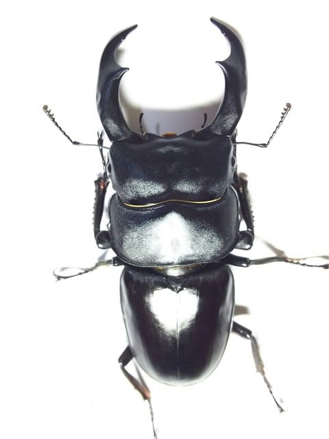 激安 シェンクリングオオクワガタ - クワガタ～スズメバチ等の覚書 標本