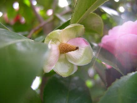 椿の萼 ガク きままに 風便り 椿の萼 ガク きままに 風便り
