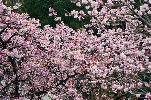 鎮国寺 早咲きの梅 ルイガノ旅日記