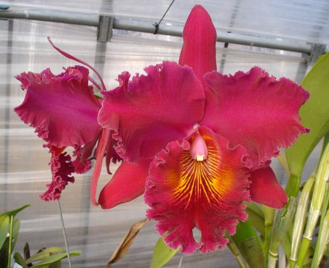 ○Rlc. Sachiko Tsugawa'Volcano Queen' - カトログ