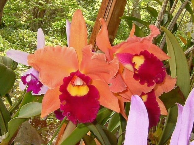 ○C. Anzac'Orchidhurst' - カトログ !! ~ カトレヤ交配種の ○C. Anzac'Orchidhurst' - カトログ !! ~ カトレヤ交配種の