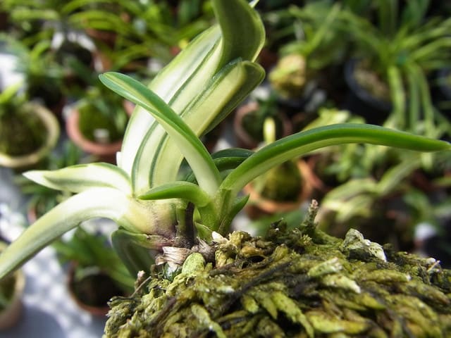 【返品交換不可】 「西鶴」 富貴蘭 (Vanda ベランダ蘭 - 'Saikaku') falcata その他
