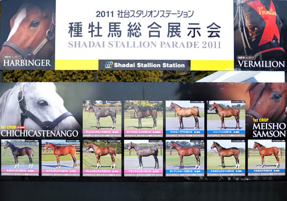 社台スタリオン種牡馬展示会2025レポートPart1 | ぐりぐり君の