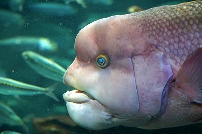 サンシャイン水族館 １２ 閑居シニアの写真館