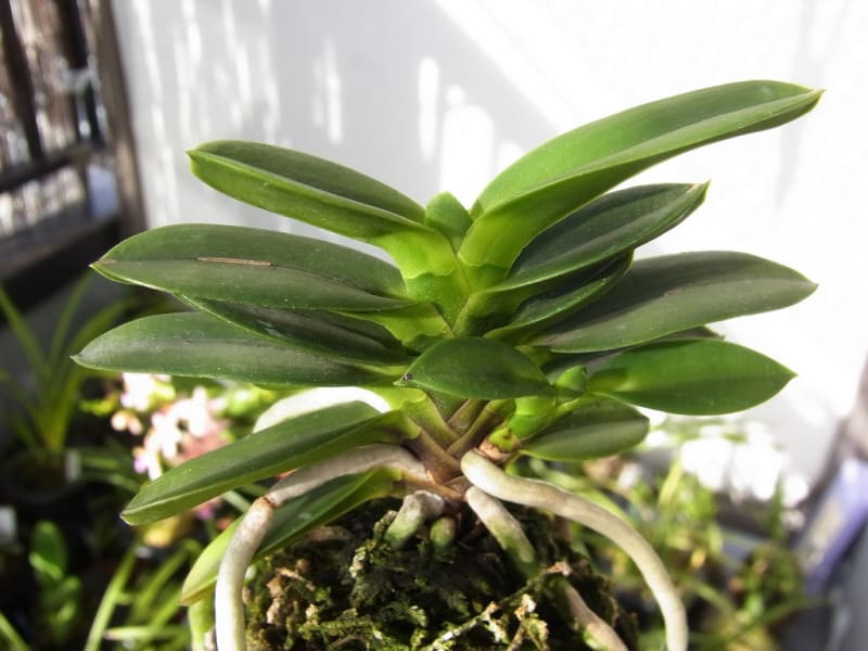 富貴蘭 「天玉宝」本性品 (Vanda falcata 'Tengyokuhou 富貴蘭 「天玉宝」本性品 (Vanda falcata 'Tengyokuhou