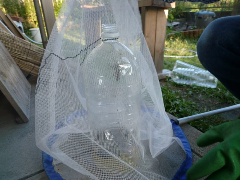スズメバチ 焼酎漬け - ニホンミツバチの四季 スズメバチ 焼酎漬け - ニホンミツバチの四季