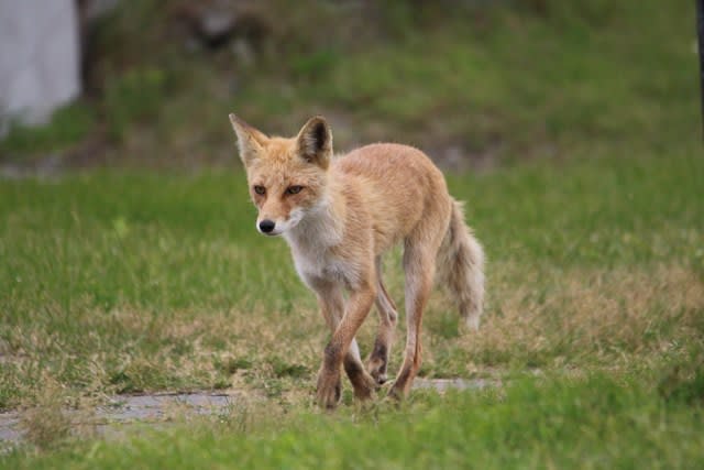 こぎつね、こん。 - 野鳥録 北総バード