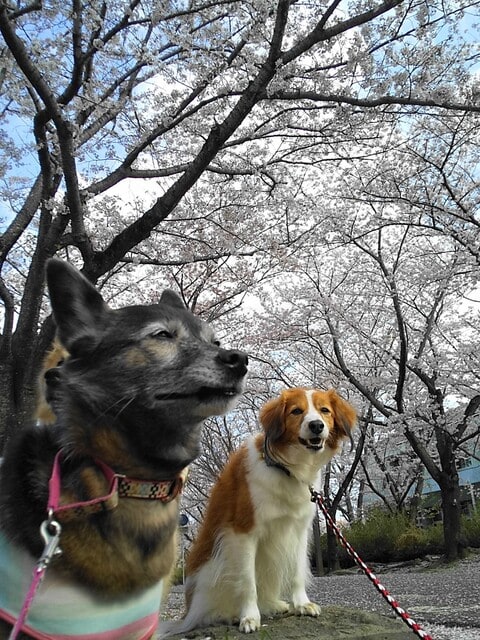 2024.4.4 桜見ながらのお散歩🎵 何処もかしこも桜満開🌸✨ #桜