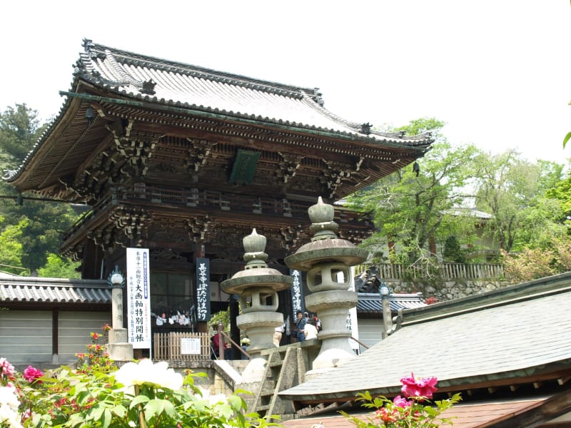 長谷寺の牡丹 ｇｒｅｅｔｉｎｇｓ ｆｒｏｍ ｊａｐａｎ