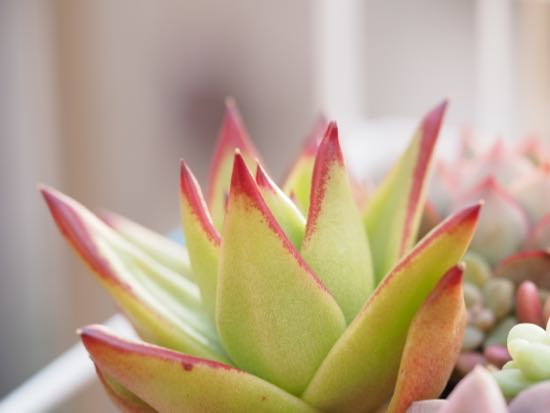 紅葉の謎に迫る 多肉植物1年生 紅葉の謎に迫る 多肉植物1年生