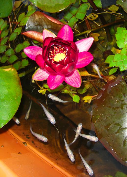WATIIFUFU 5個 シミュレーション 蓮の葉 蓮 リアルな水蓮 蓮の花の装飾 リアルなスイレン 泡蓮の花の池の装飾 人工の蓮の葉 模擬蓮の花  人工蓮 泡の花 人工浮遊蓮の花 造花 フォーム ピンク - 日本亞馬遜代購 - Doorzo