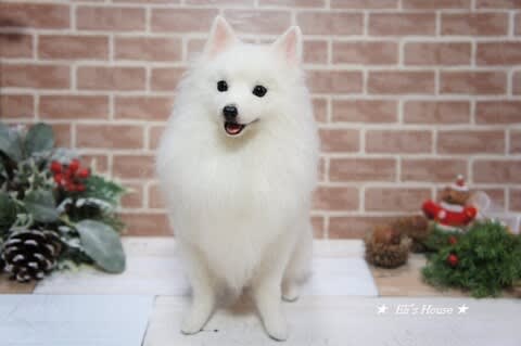 【おまけ付】 羊毛フェルトの日本スピッツを販売します House Eli's ☆ - 羊毛フェルト