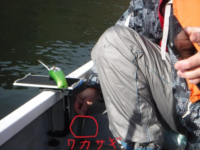 撃沈の伊自良湖ワカサギ釣り 動植物 山菜 食べ物 釣り 撃沈の伊自良湖ワカサギ釣り 動植物 山菜 食べ物 釣り