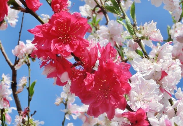 花桃があちらこちらで咲き始めて来た | yk2736ouのブログ