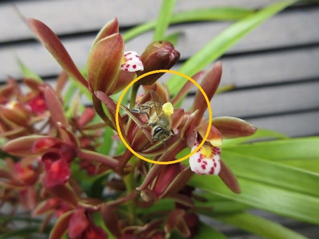 蜜蜂ラン・キンリョウヘン（金陵辺）白花 - 蘭すきです 開花記録