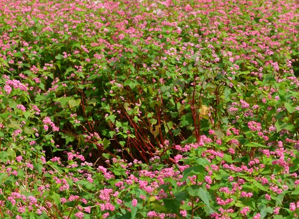 遂にたどり着けました・・・赤蕎麦の花 - こころの染織