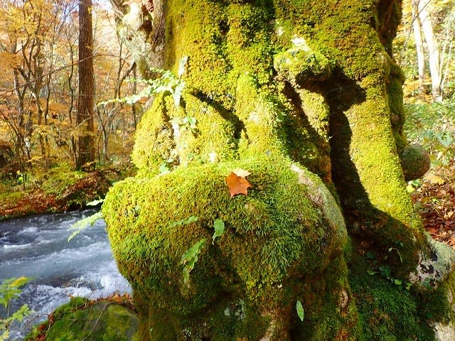 錦秋の奥入瀬⑥・・・コケ・シダ・・・ - 陸奥のパワースポット