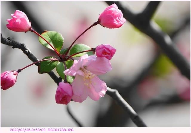 ハナカイドウ 花海棠 都内散歩 散歩と写真